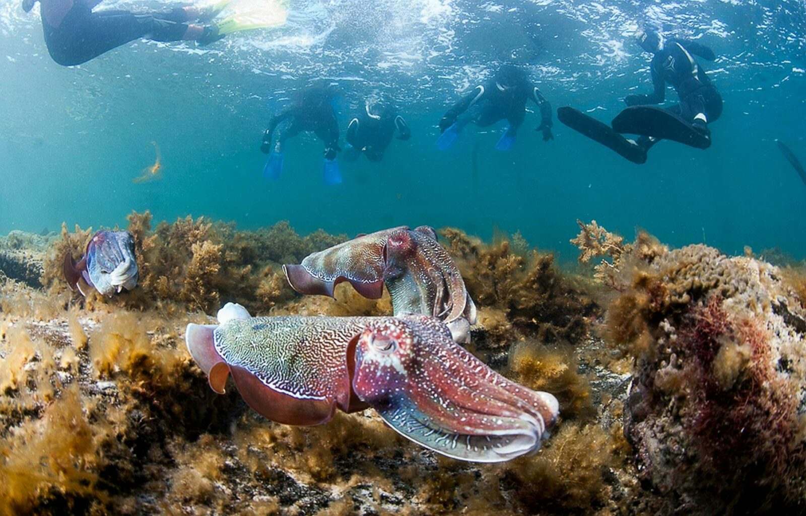 people snorkelling with giant cuttlefish