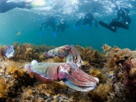 people snorkelling with giant cuttlefish