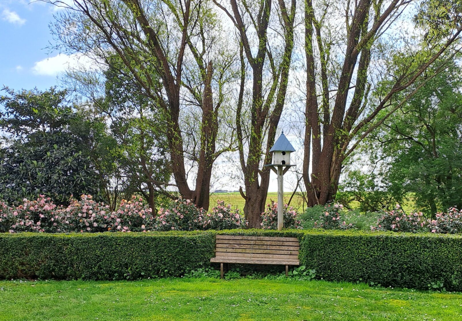 Box hedge with camellia hedge provide a peaceful spot