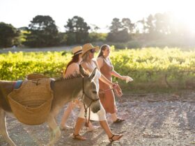 Donkey & girls walking in a vineyard