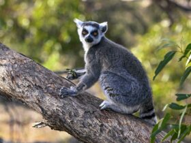 Ring-tailed Lemur sitting on tree branch in Monarto Safari Park Land of the Lemurs bushland habitat.