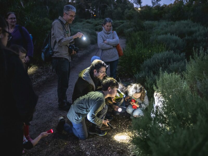 Children crouched around bushes with lights at dusk to look at animals