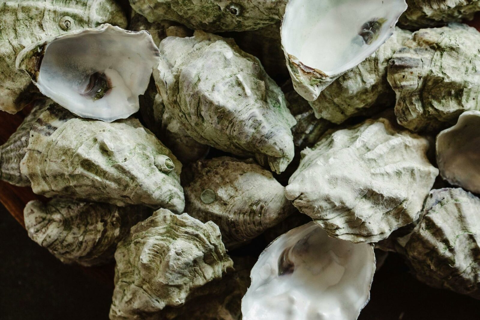 Kangaroo Island Oyster Shells
