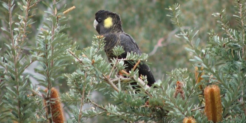 Yellow tailed black cockatoos in the forest in the Adaide Hills