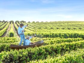 A canoe is floating on top of a vineyard with two people fishing for a bottle of wine
