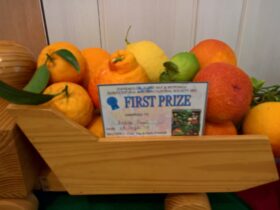 Orange, yellow and green citrus arranged in wooden barrow with First Prize certificate