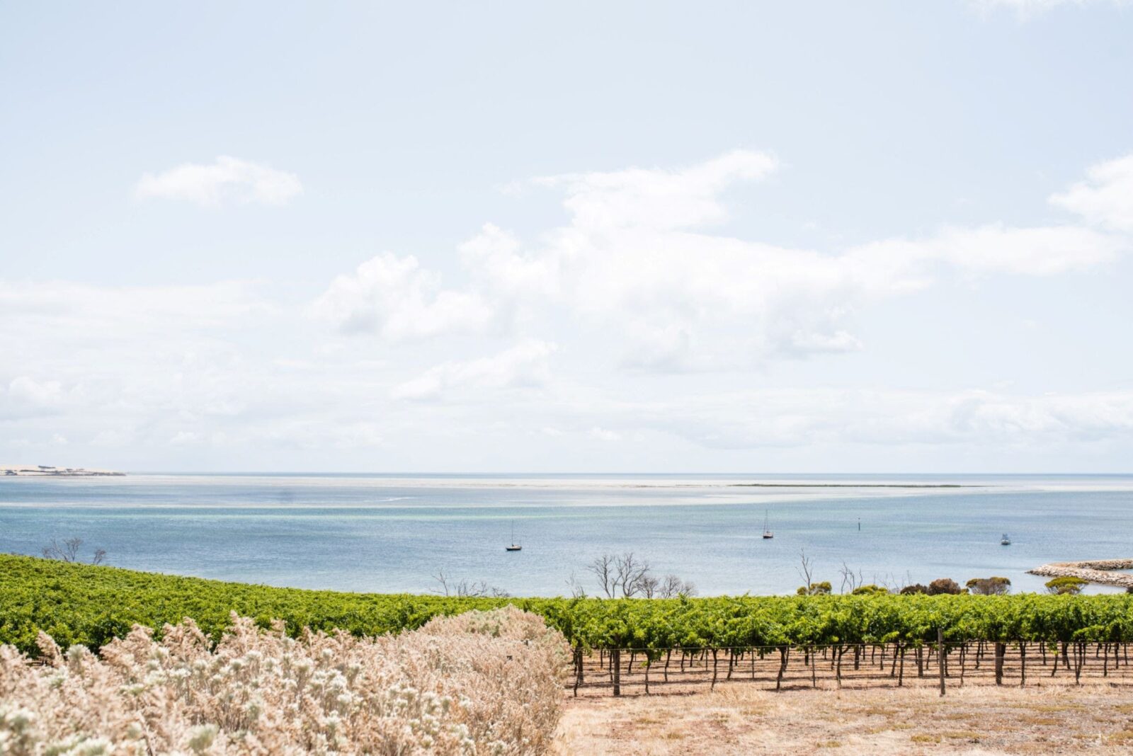 View out to Bay of Shoals over vines in foreground.