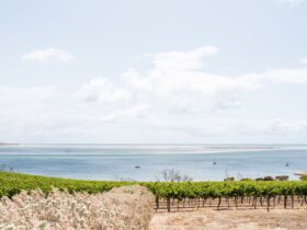 View out to Bay of Shoals over vines in foreground.