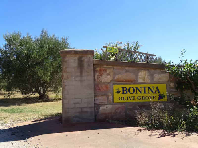 Bonina Olive Grove