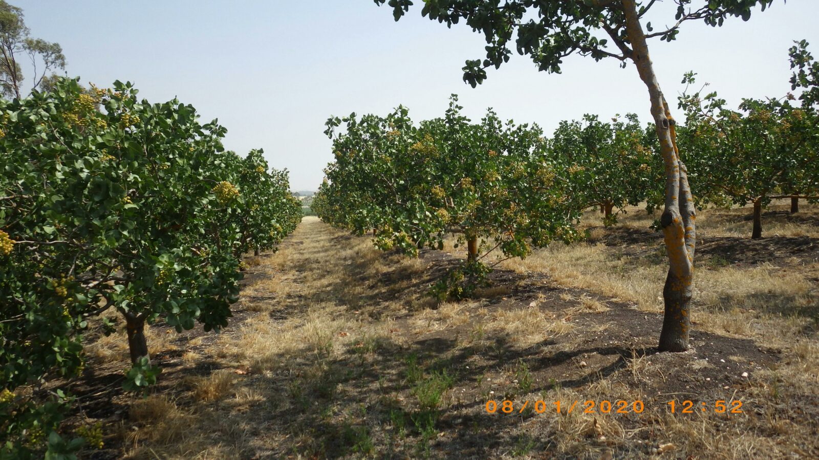 Pistachio orchard 2 mths before harvest