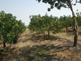 Pistachio orchard 2 mths before harvest