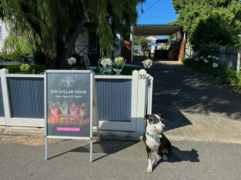 Cellar door sign and sitting dog in front of blue gate with cellar door and garden behind