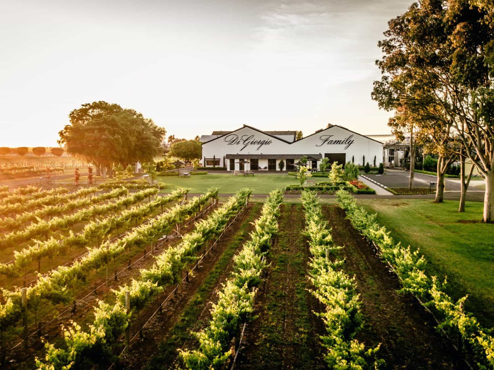 The winery and cellar door right in the heart of Coonawarra