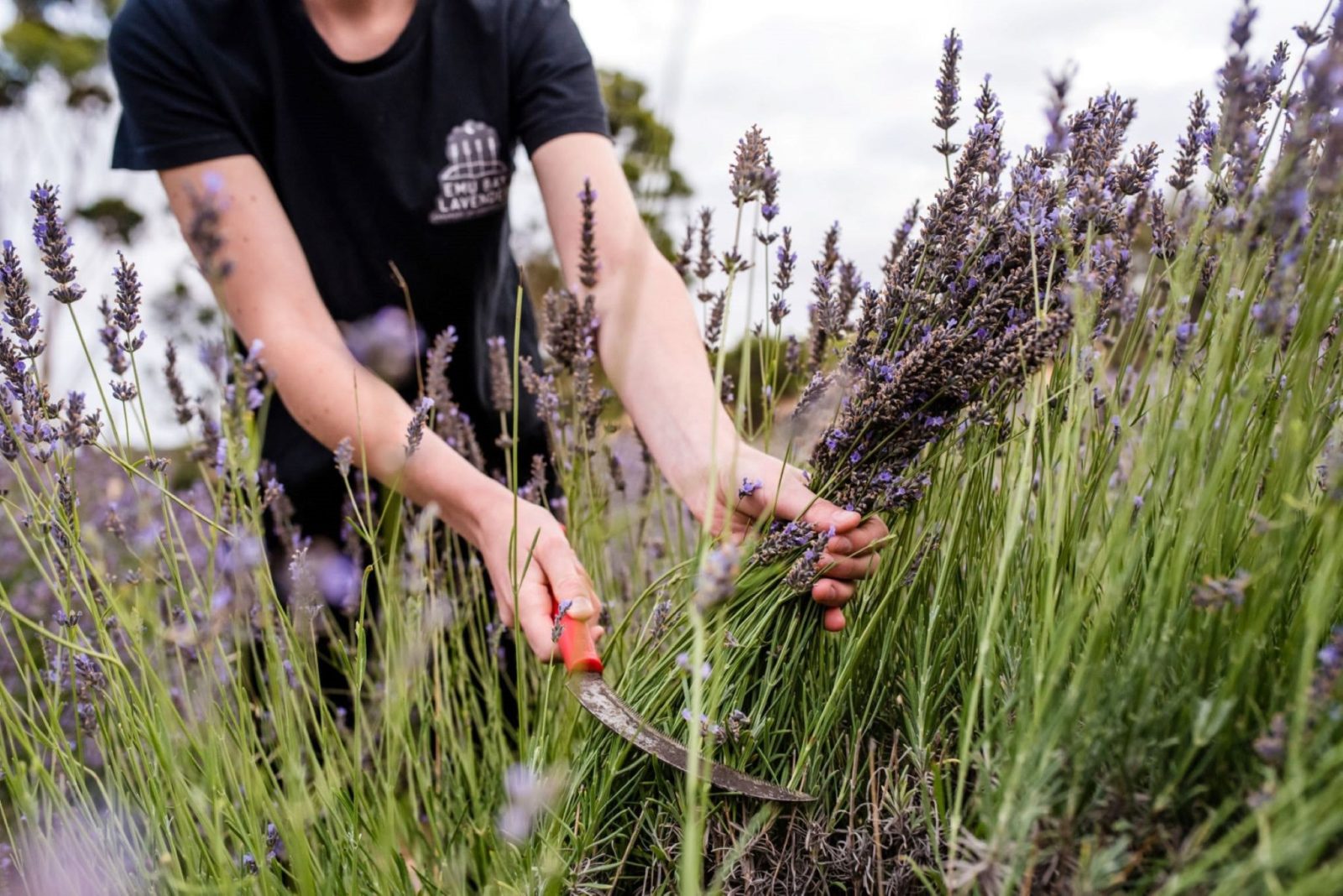 Hand harvesting lavender