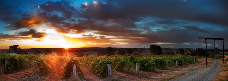 Sunrise in the Vineyard