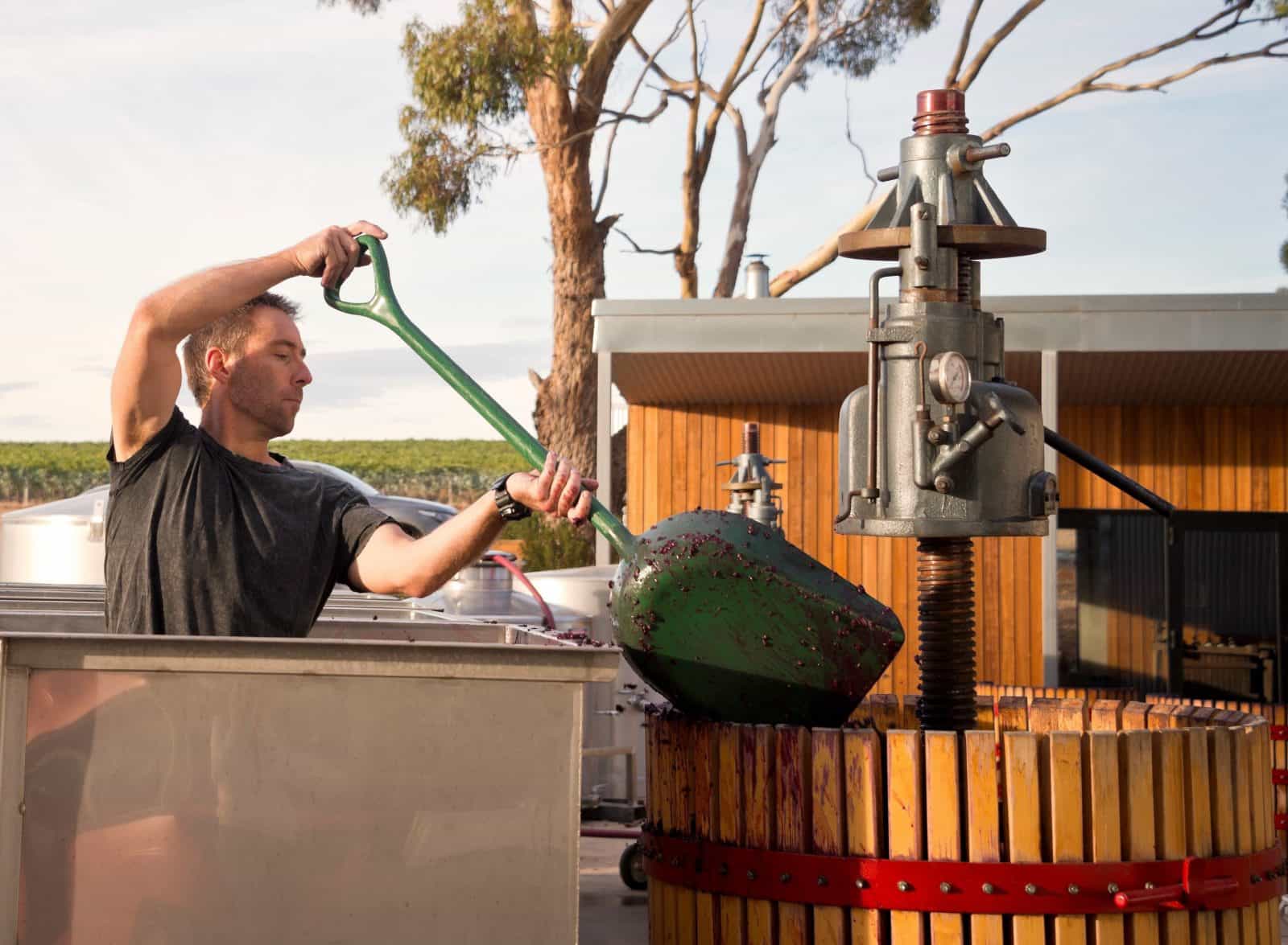 Winemaker digging out fermented grapes into basket press