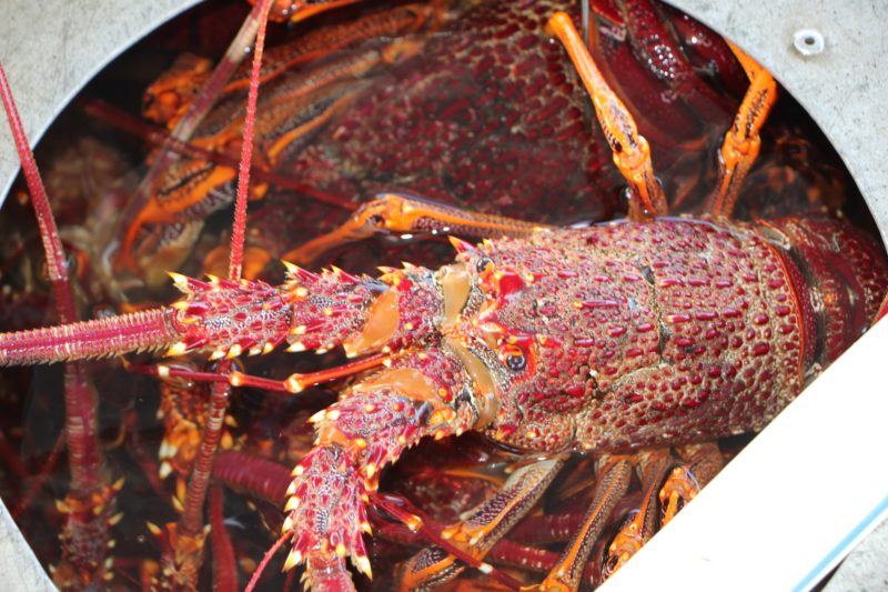 Picture of a live Southern Rock Lobster