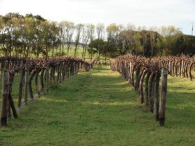 Sheep grazing amongst the dormant cabernet sauvignon vine on a mild winters day