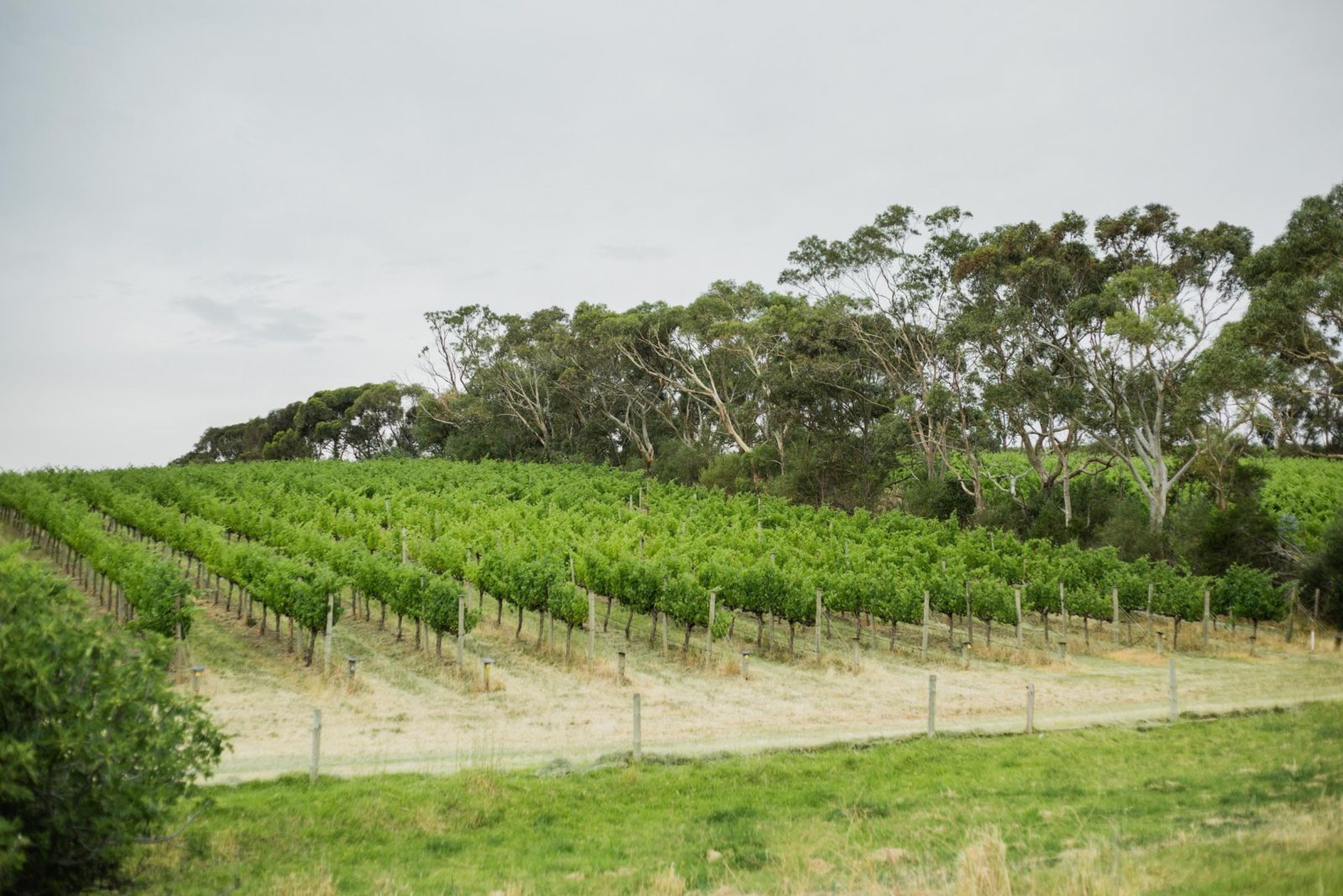 View of lush rows of grape vines on a hill with gum trees in the background