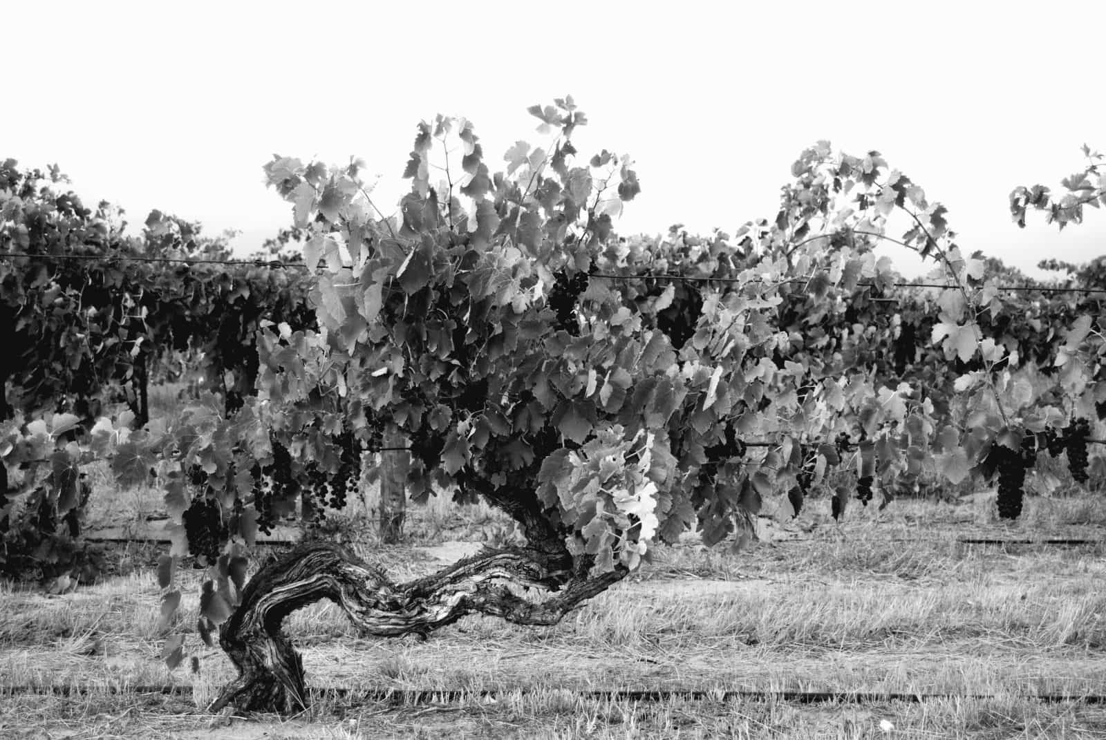 These vines have seen out 2 world wars and the great depression.