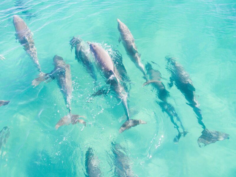 Local Dolphins