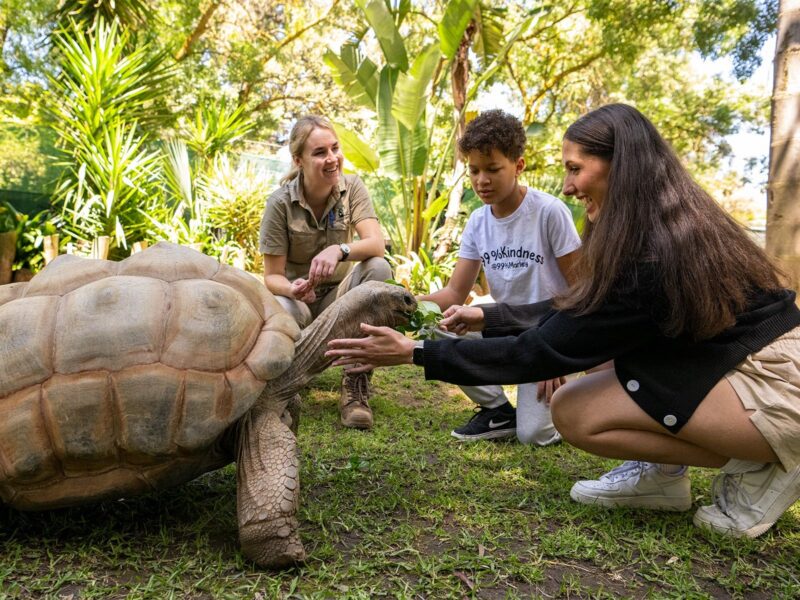 Woman with child feeding Giant Aldabra Tortoise on grass