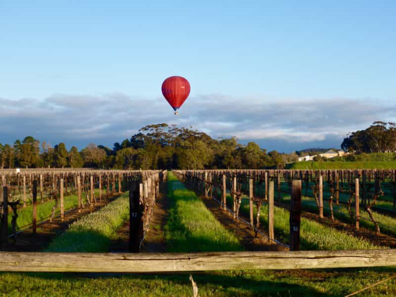 Low over the vines in a hot air balloon in the Barossa