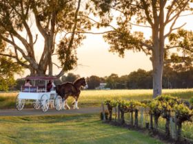 Clydesdales pulling wine wagon at Lake Breeze sunset