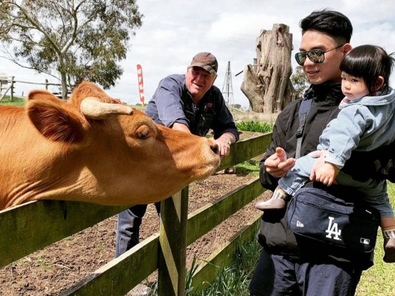 Farmer Bruce with Cow and Visitors at Echo Farm Mount Gambier