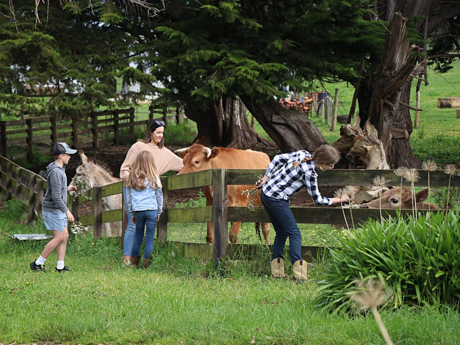 woman and children feeding cows at Echo Farm Mount Gambier