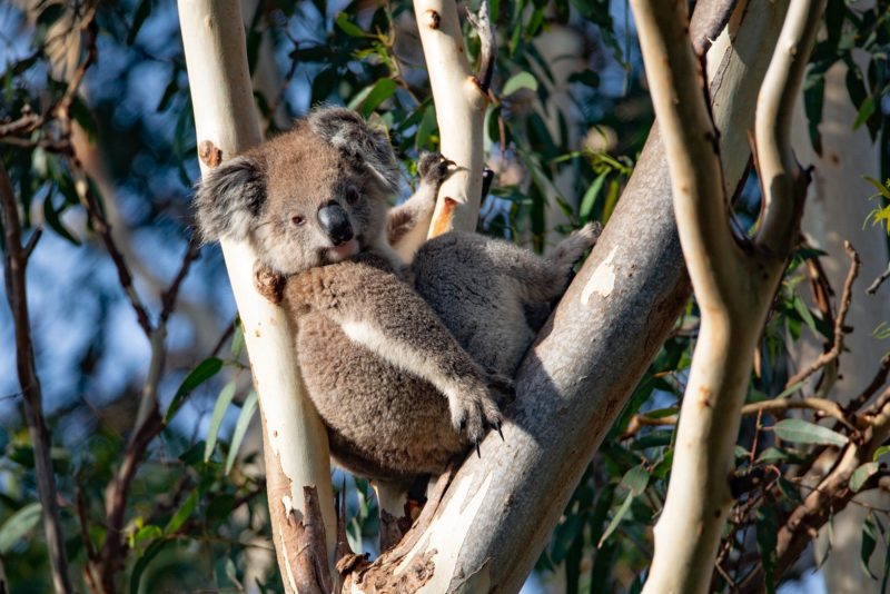 Koala - Exceptional Kangaroo Island