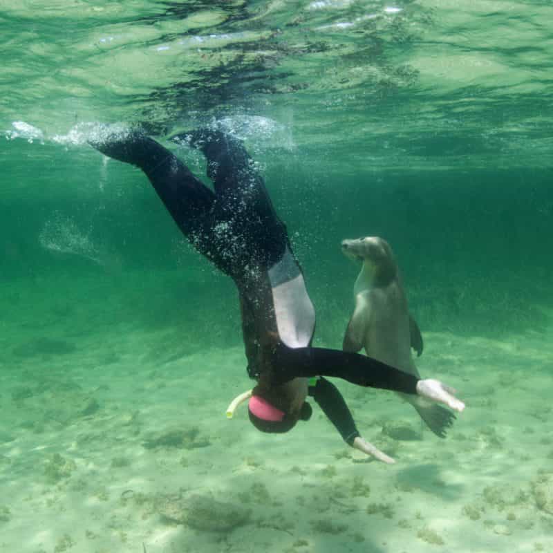 Swimming with Sea lions is a part of our experience at Baird Bay