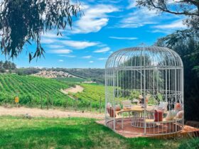 Huge white birdcage seating area sits on lawn with luscious green grape vines in the background