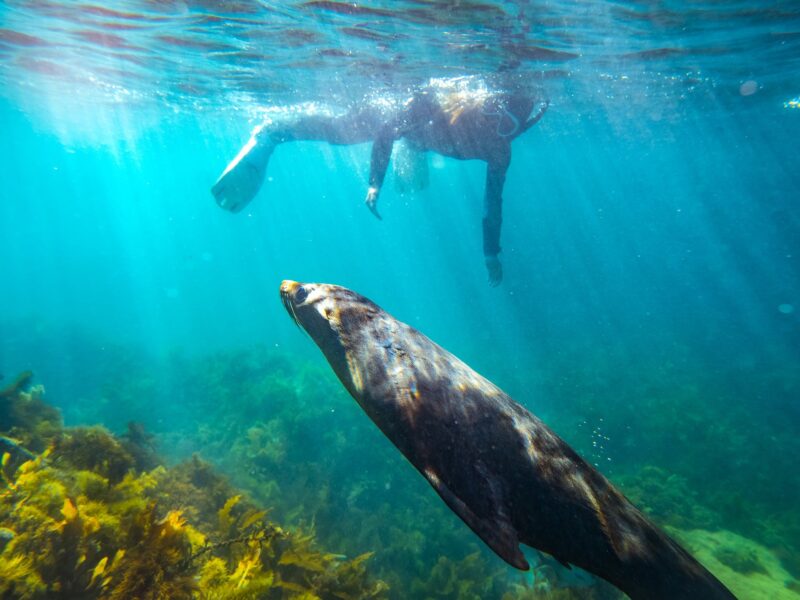 A seal plays near a snorkeller