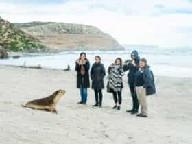 Guided beach tour at Seal Bay Conservation Park