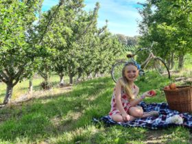 Pick your own apples in lenswood