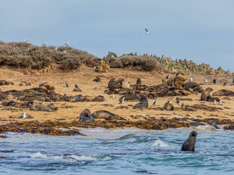 Australian sea lions and Long nosed fur seals