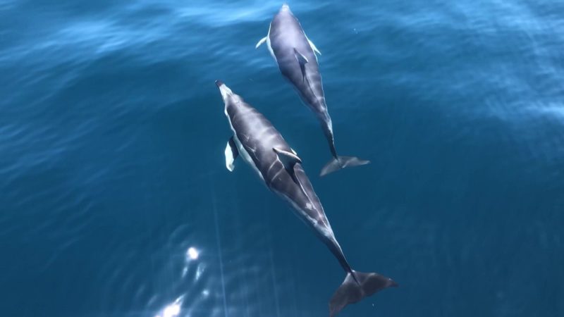 Pondalowie Bay Dolphins