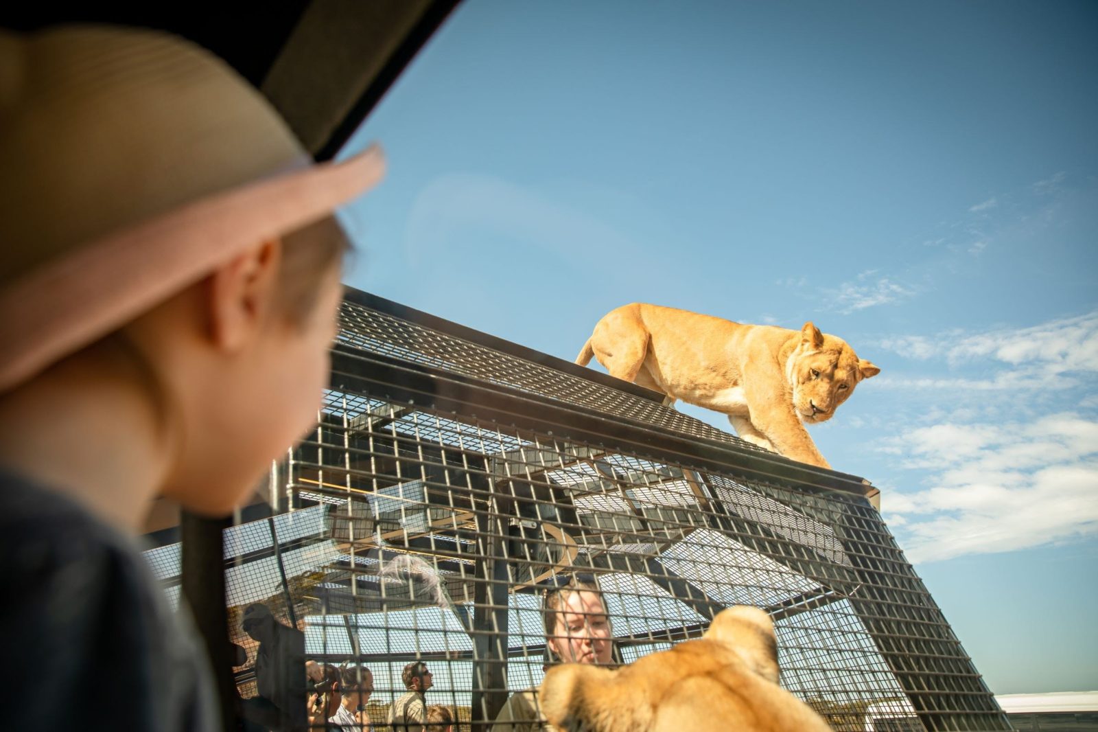 Lions 360 Experience Monarto Safari Park in South Australia