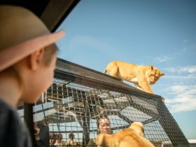Lions 360 Experience Monarto Safari Park in South Australia
