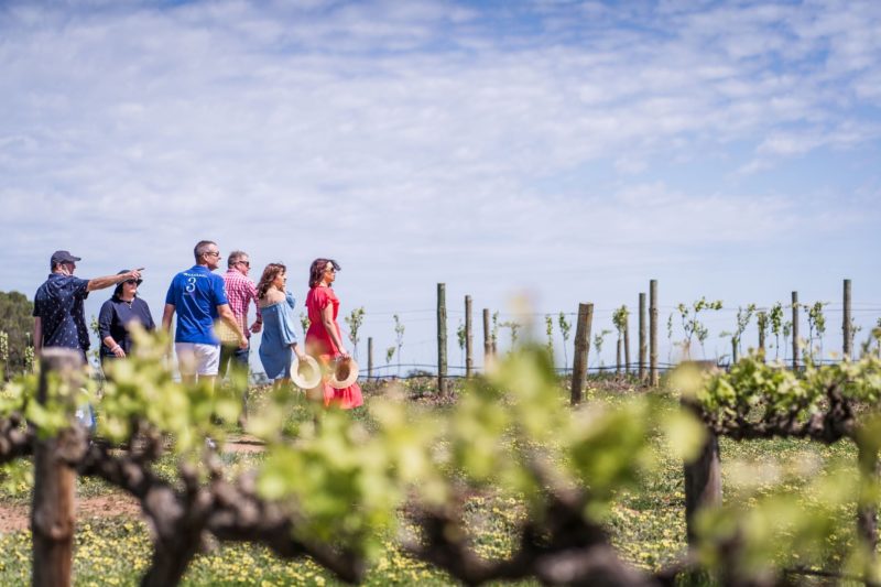 Guests admiring the view with grapevines