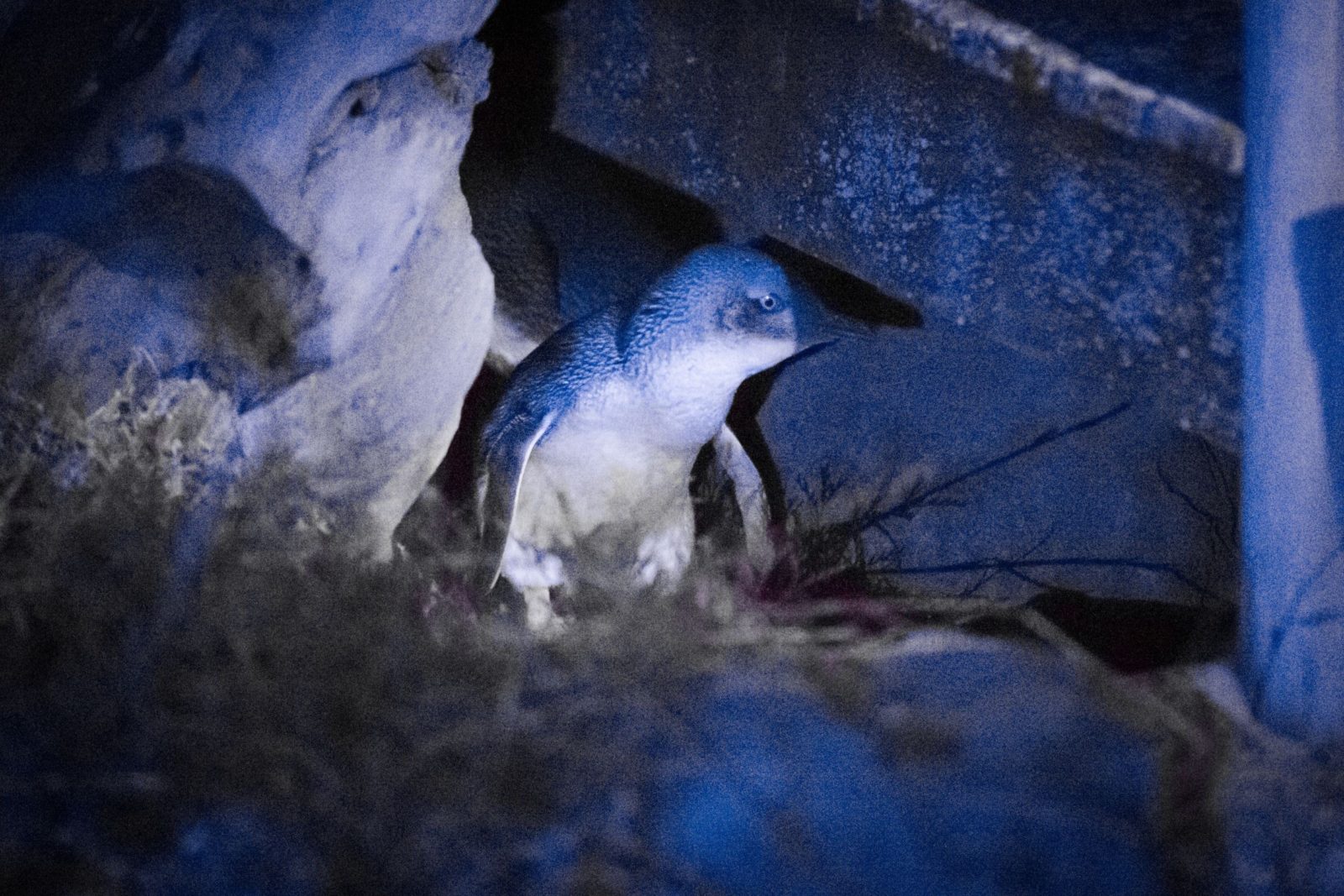 An adult little penguin returning to it's burrow after a long day out at sea.