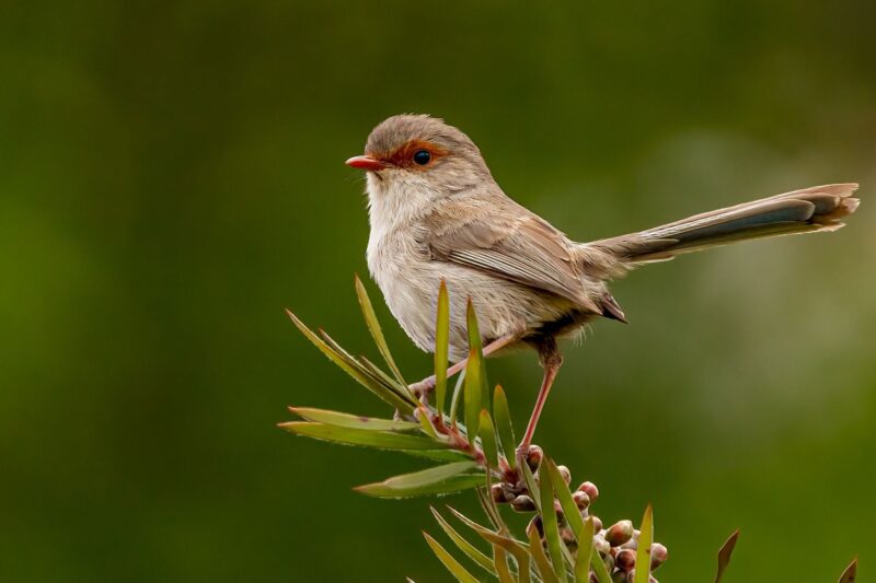 Bird photography South Australia