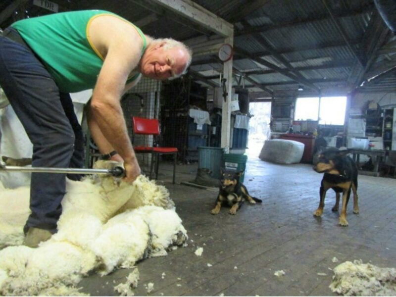 Rob's Shearing and Sheepdogs