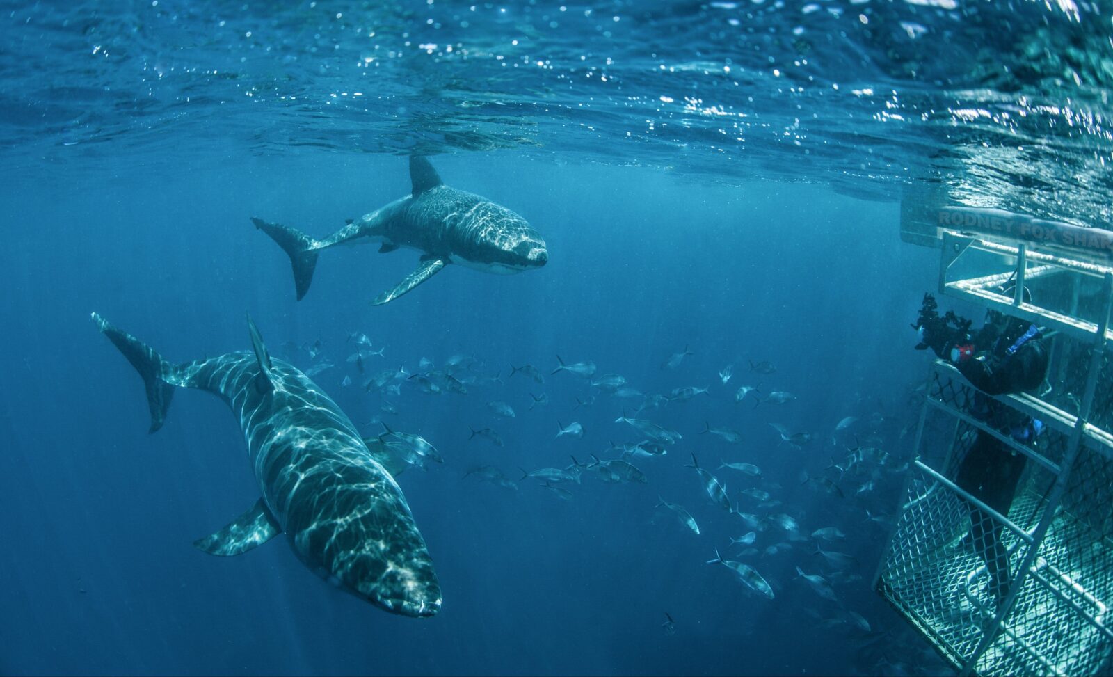White Sharks Swim By Surface Cage