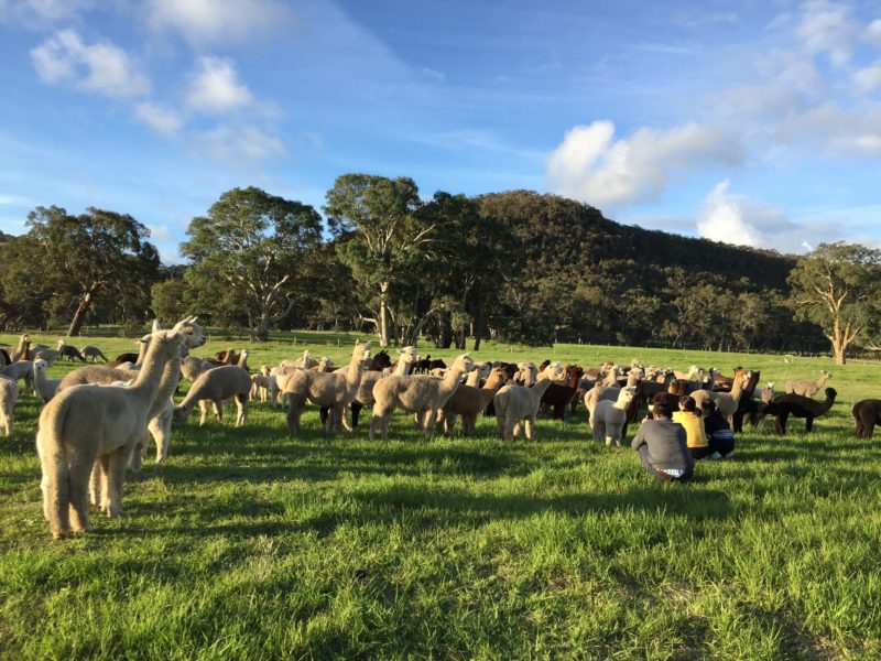 Have close and personal encounters with our amazing Alpacas