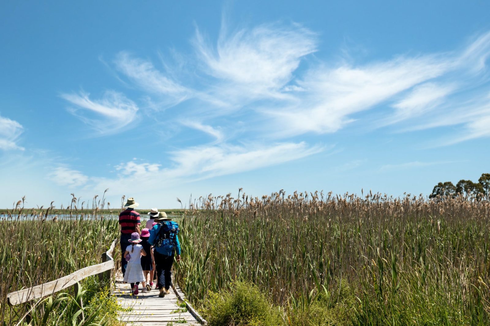 Group of people (adults and children) walking on a wooden boardwalk with reeds on either side.