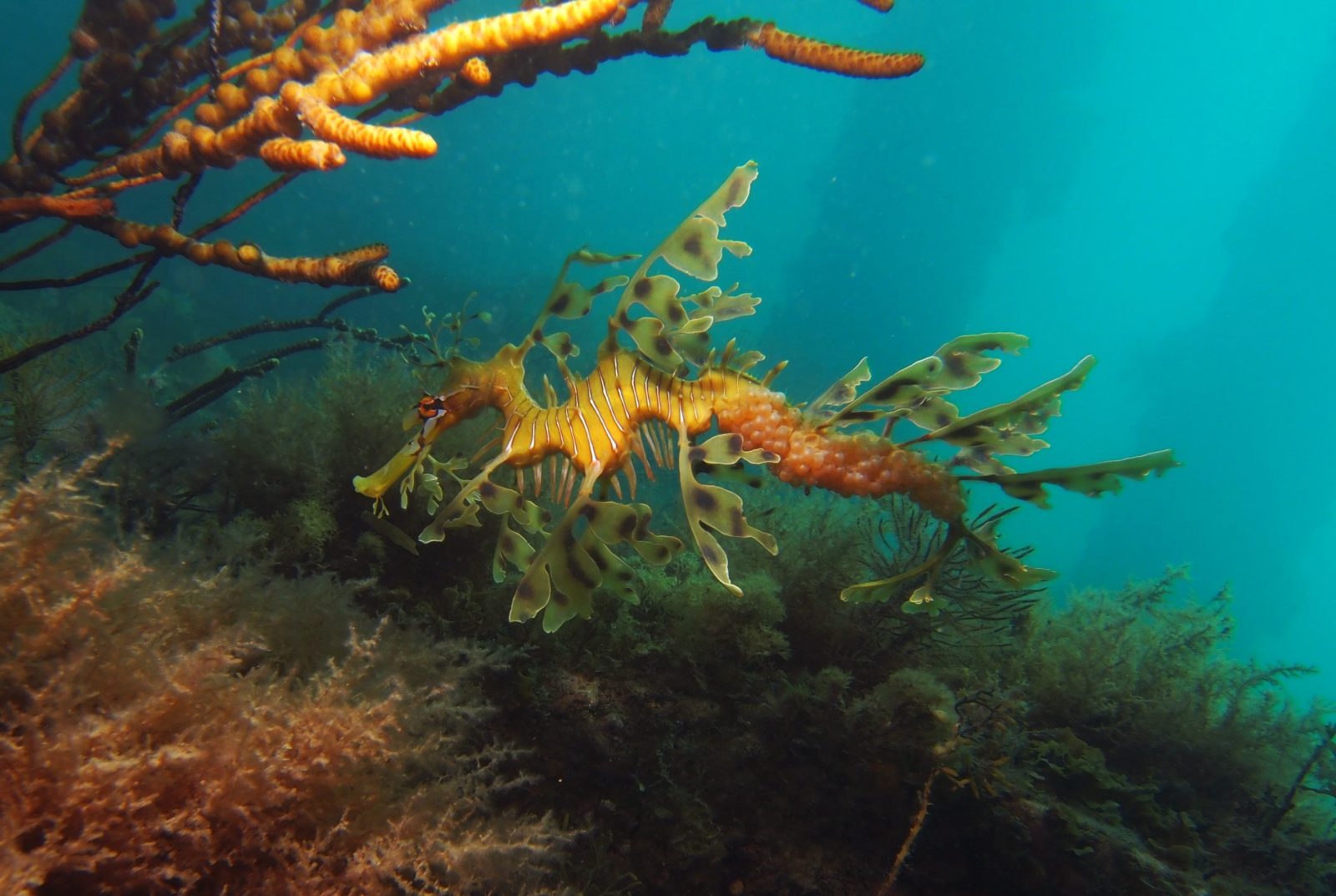 Leafy Seadragon at Rapid Bay