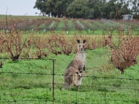 A Doe kangaroo and her joey in the vineyards