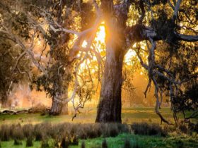 Walk through majestic red gum country on Taste of the Aussie Camino